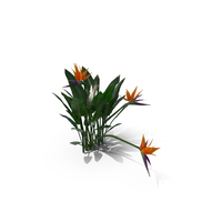 Strelitzia Reginae Tropical Plant PNG & PSD Images