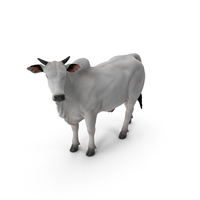 Zebu Cattle Male Looking Fur PNG & PSD Images