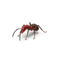 Ant PNG & PSD Images