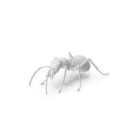 Monochrome Ant PNG & PSD Images