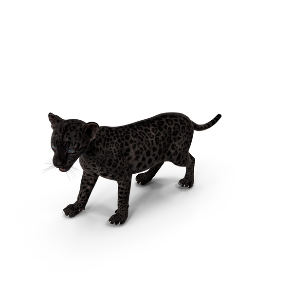 Baby Black Leopard Cub PNG & PSD Images