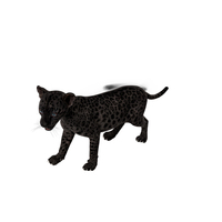 Baby Black Leopard Cub PNG & PSD Images