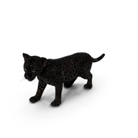 Baby Black Leopard Cub Fur PNG & PSD Images