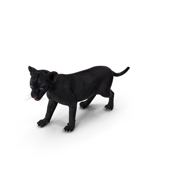 Baby Black Panther Cub PNG & PSD Images