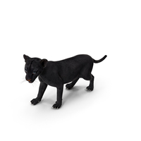Baby Black Panther Cub PNG & PSD Images