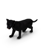 Baby Black Panther Cub Fur PNG & PSD Images