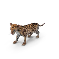 Baby Leopard Cub PNG & PSD Images