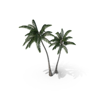 Palm Tree PNG & PSD Images