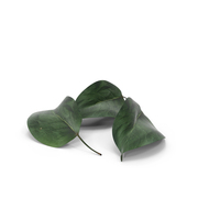 Quince Leaf PNG & PSD Images
