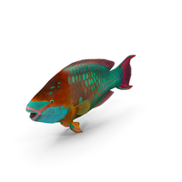 Tropical Parrotfish PNG & PSD Images