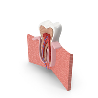 Tooth Anatomy PNG & PSD Images