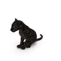 Black Leopard Cub Sitting Pose PNG & PSD Images