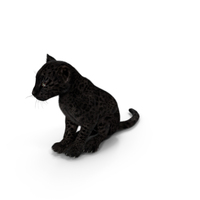Black Leopard Cub Sitting Pose With Fur PNG & PSD Images