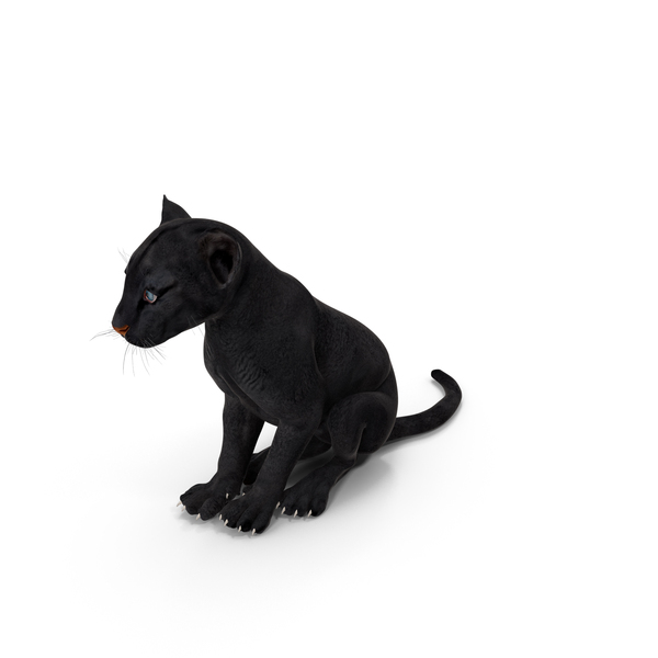 Black Panther Cub Sitting Pose PNG & PSD Images