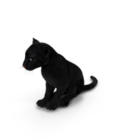 Black Panther Cub Sitting Pose With Fur PNG & PSD Images