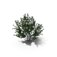 Viburnum Tinus PNG & PSD Images