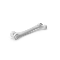 Monochrome Femur Bone PNG & PSD Images