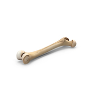 Femur Bone PNG & PSD Images