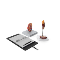 Kidney Clinical Anatomy Educational PNG & PSD Images