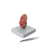 Medical Anatomical Kidney Human PNG & PSD Images