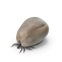 Blood Filled Tick PNG & PSD Images