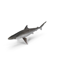 Oceanic Milk Shark PNG & PSD Images