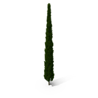 Realistic Cypress Tree PNG & PSD Images