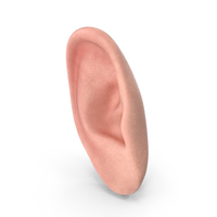 Human Right Ear Realistic PNG & PSD Images