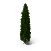 Italian Cypress Tree PNG & PSD Images