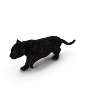Black Leopard Cub Sneaking Pose with Fur PNG & PSD Images