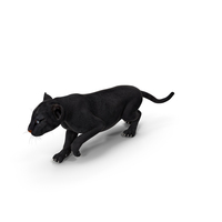 Black Panther Cub Sneaking Pose PNG & PSD Images