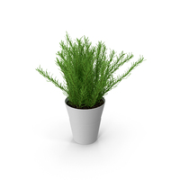 Plant In White Plastic Pot PNG & PSD Images