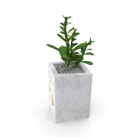 Plant money tree PNG & PSD Images