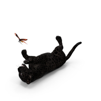 Playful Black Leopard Cub With Butterfly Fur PNG & PSD Images
