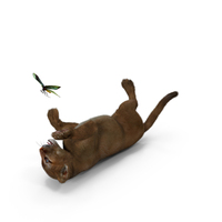 Playful Puma Cub With Butterfly Fur PNG & PSD Images