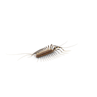 Scutigera Coleoptrata PNG & PSD Images