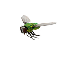 Lifelike Insect Housefly PNG & PSD Images