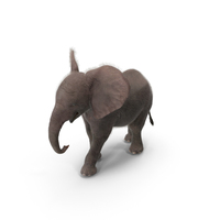 Young Elephant Walking With Fur PNG & PSD Images