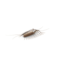 House Centipede Fur PNG & PSD Images