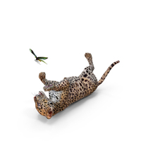 Playful Leopard Cub With Butterfly PNG & PSD Images