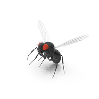 Drosophila Fly Black In Flight Fur PNG & PSD Images