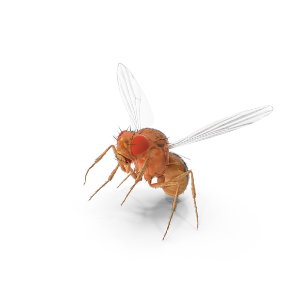 Drosophila Melanogaster In Flight Fur PNG & PSD Images
