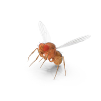 Drosophila Melanogaster In Flight Fur PNG & PSD Images