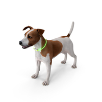 Jack Russell Terrier with LED Collar PNG & PSD Images