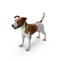 Jack Russell Terrier Wearing LED Collar Fur PNG & PSD Images