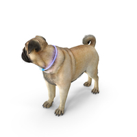Pug Dog Wearing LED Collar Fur PNG & PSD Images