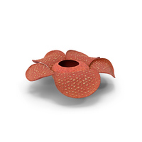 Rafflesia Flower PNG & PSD Images