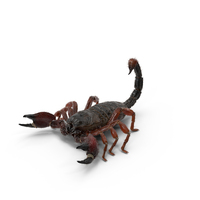 Realistic Scorpion With Fur PNG & PSD Images