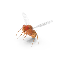 Vinegar Fly In Flight PNG & PSD Images