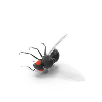 Vinegar Fly Dead Black PNG & PSD Images